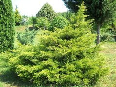 Jałowiec chiński Kuriwao Gold Juniperus chinensis C3