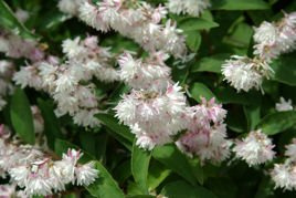Żylistek karbowany Pride of Rochester Deutzia crenata C2