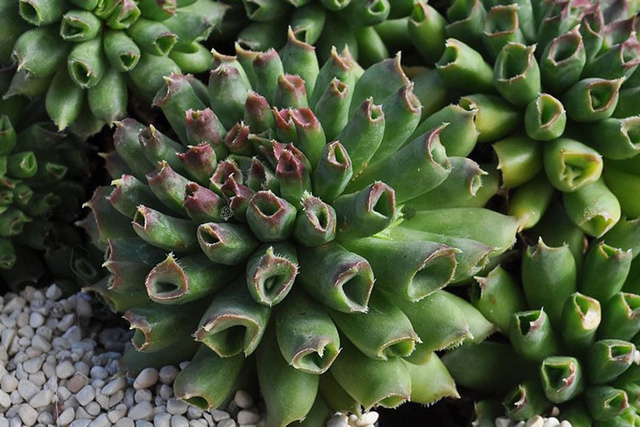 Rojnik Oddity Sempervivum P9