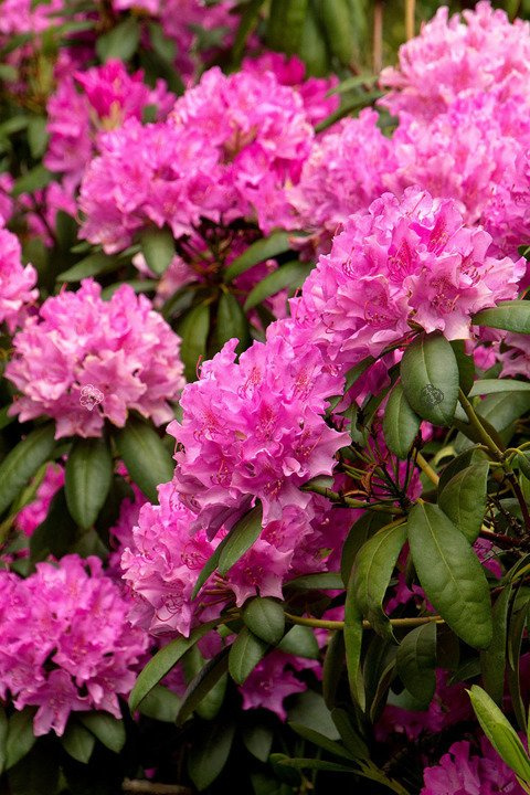 Różanecznik Roseum Elegans Rhododendron C2