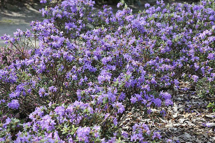 Różanecznik Blue Silver Rhododendron C1,5