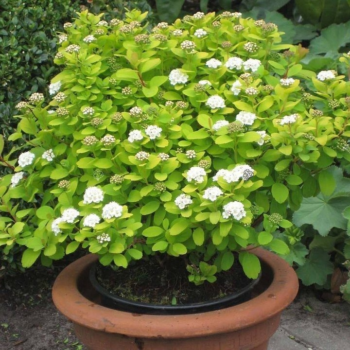 Tawuła brzozolistna Tor Gold PBR Spiraea betulifolia C3