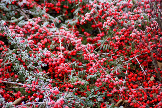 Irga płożąca Dammera Major Cotoneaster dammeri P9