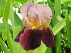 Kosaciec Indian Chief Iris germanica C2