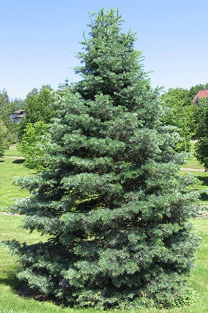 Jodła jednobarwna kalifornijska Abies concolor C2