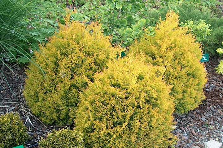 Tuja Golden Globe Thuja occidentalis C2