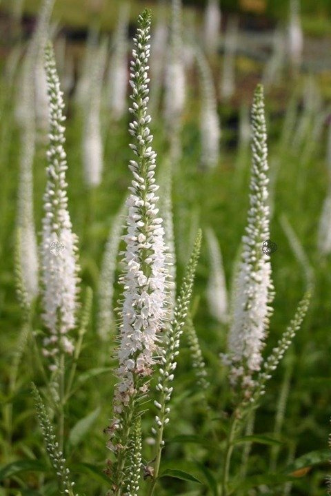 Przetacznik długolistny Schneeriesin Veronica longifolia C2