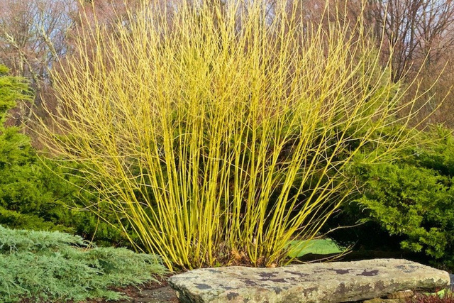 Dereń rozłogowy Flaviramea Cornus sericea C3