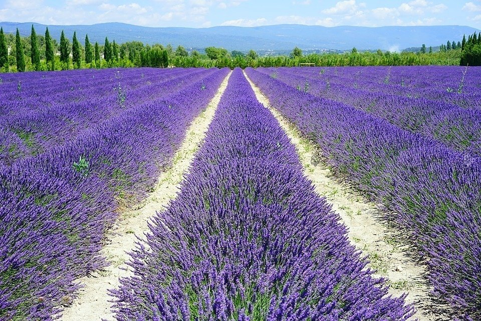 Lawenda wąskolistna Dwarf Blue Lavandula angustifolia C2