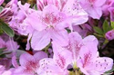 Azalia japońska Ledikanense Rhododendron obtusum C2