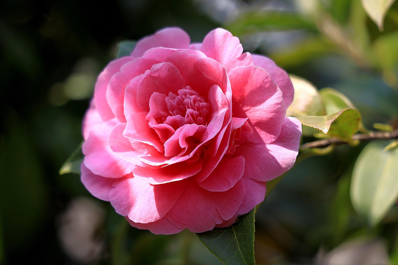 Kamelia Williamsa Debbie Camellia williamsii P9