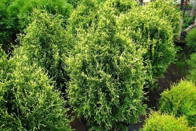 Tuja Stolwijk Thuja occidentalis P9