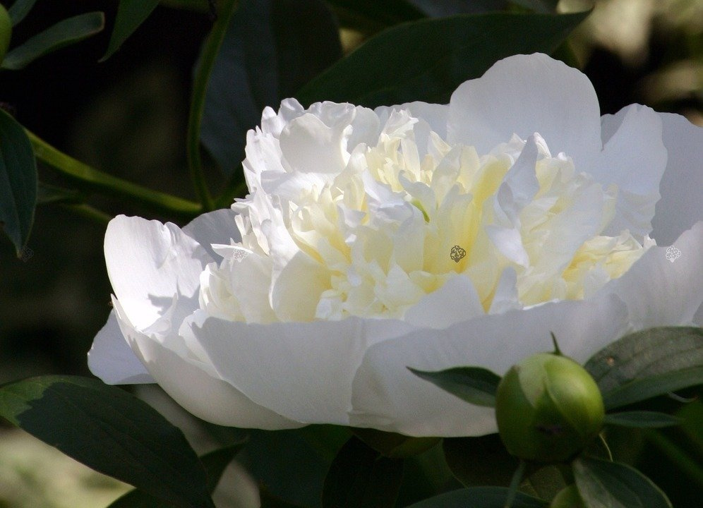 Piwonia biała Paeonia C2