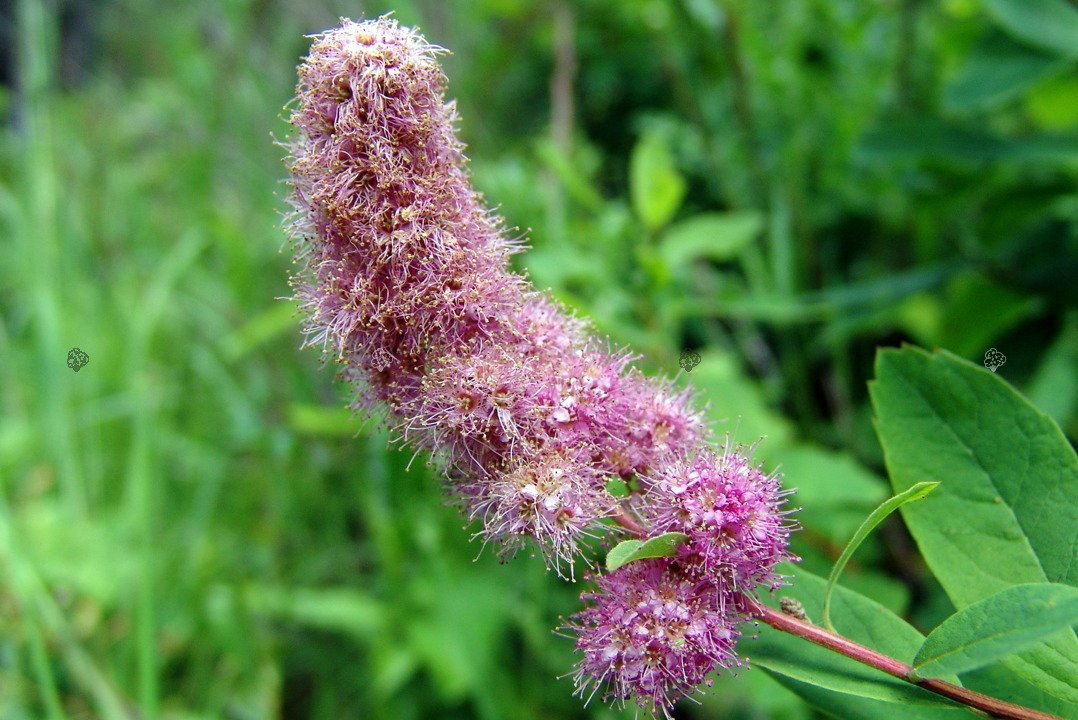 Tawuła Douglasa odm. Menziesa Spiraea douglasii var. menziesii P9