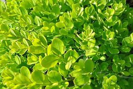 Bukszpan wieczniezielony Suffruitcosa Buxus sempervirens P9