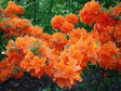 Azalia wielkokwiatowa Spek's Orange Rhododendron mollis C4