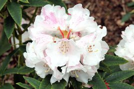Różanecznik williamsa Gartendirektor Rieger Rhododendron williamsianum C2