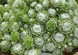 Rojnik pajęczynowaty Alabaster Sempervivum arachnoideum P9