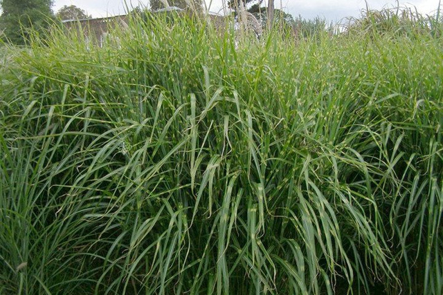 Miskant chiński Strictus Miscanthus sinensis