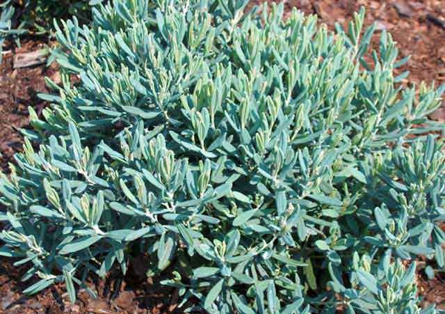 Modrzewnica pospolita Blue Ice Andromeda polifolia P11