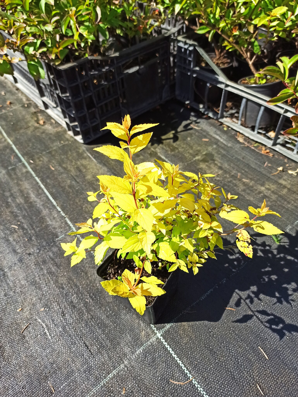 Tawuła japońska Golden Princess Spiraea japonica P9