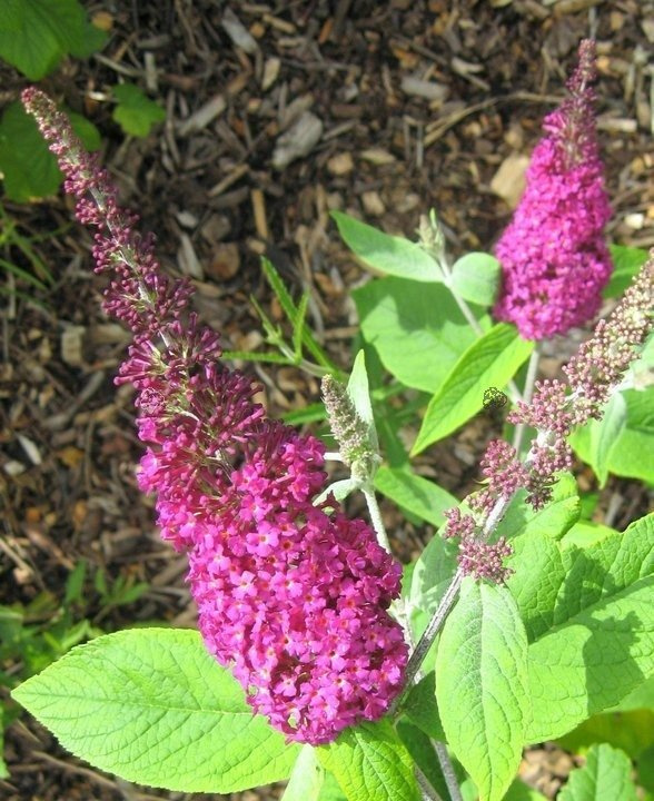 Budleja Miss Ruby PBR Buddleja C2