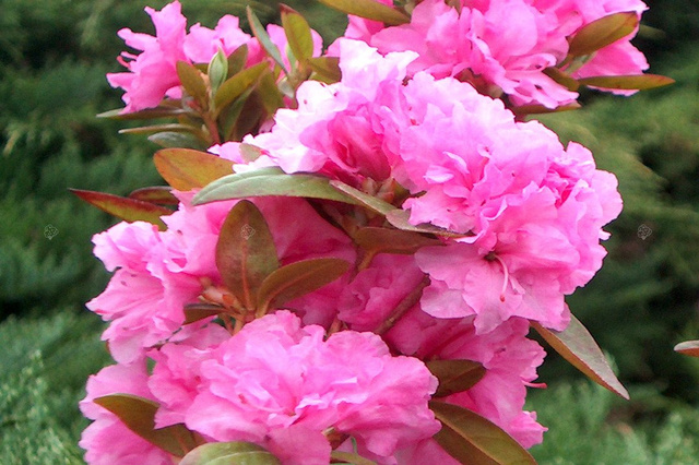 Różanecznik dahurski Stacatto Rhododendron dauricum C2