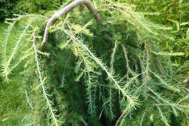 Modrzew japoński Stiff Weeper Larix kaempferi C2