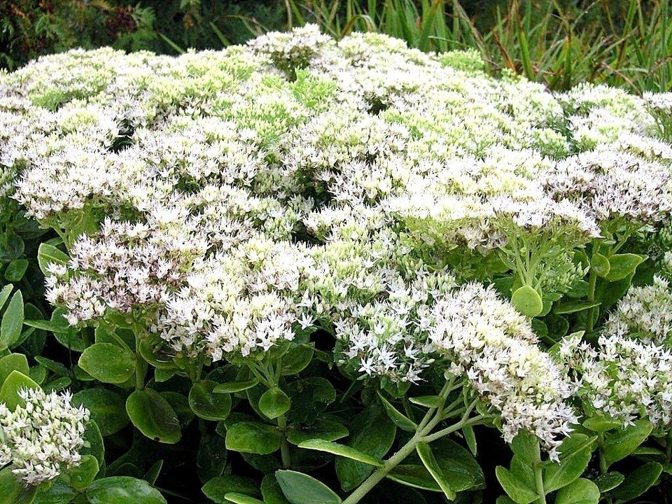 Rozchodnik okazały Stardust Sedum spectabile C2