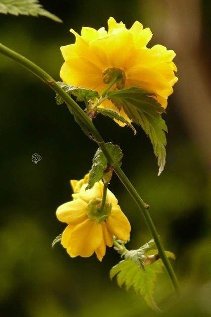 Złotlin japoński Pleniflora Kerria japonica C2