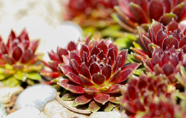 Rojnik murowy Purpureum Sempervivum tectorum P9