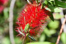 Kuflik Endeavour Callistemon P9