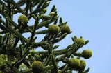 Araukaria chilijska Araucaria araucana