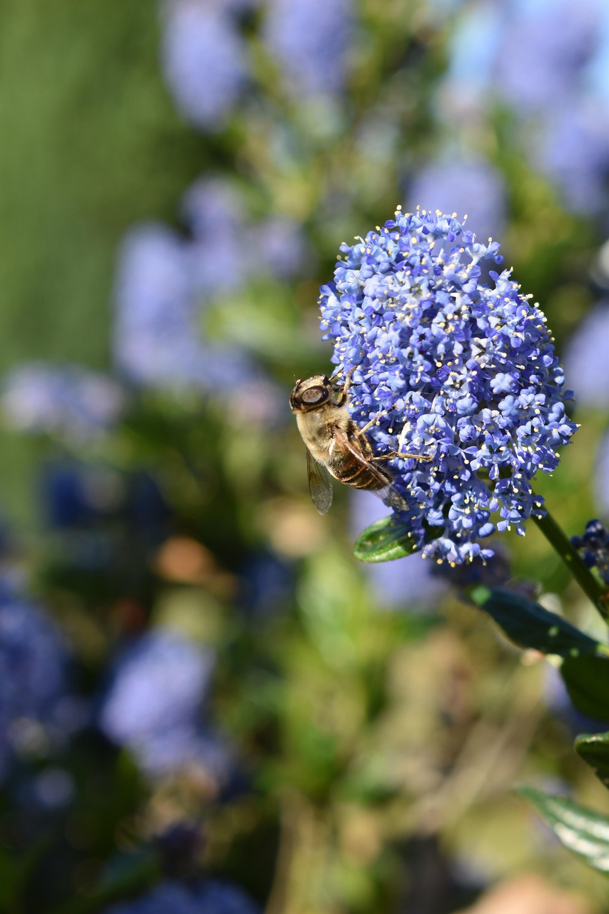 Prusznik Italian Skies Ceanothus P9