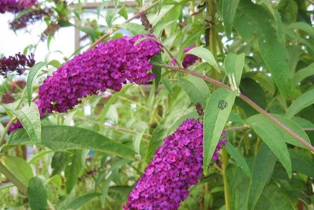 Budleja Davida Royal Red Buddleja davidii C2