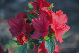 Azalia japońska Stretto Rhododendron obtusum C2