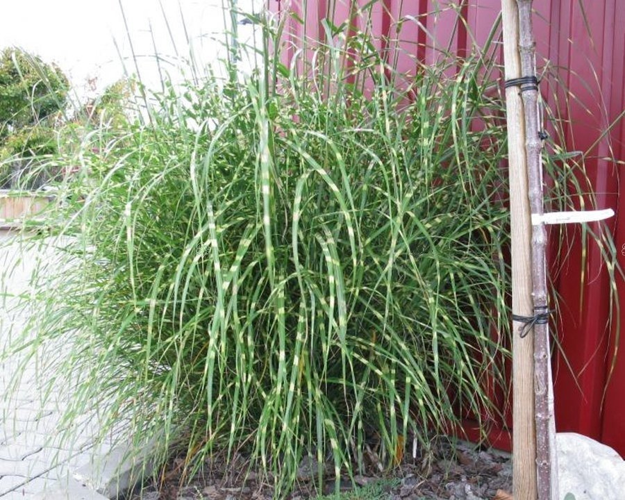Miskant chiński Little Giraffe Miscanthus sinensis C3
