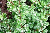 Berberys Thunberga Kelleris Berberis thunbergii C2