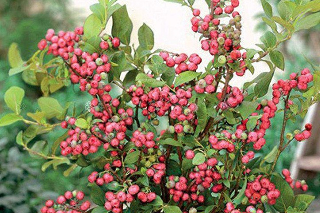 Borówka amerykańska Pink Lemonade Vaccinium corymbosum P9