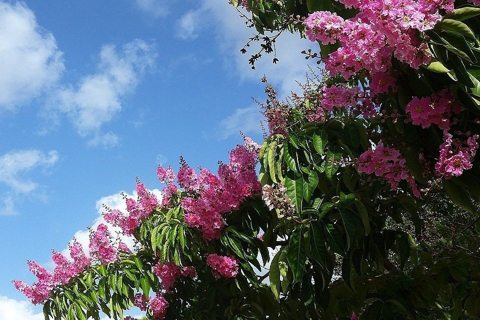 Lagerstroemia indyjska różowa Petite Pink Lagerstroemia indica P9