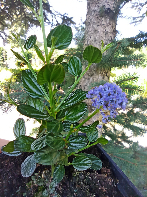 Prusznik Victoria Ceanothus P9
