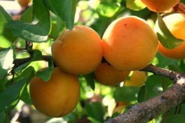 Morela Zaleszczycka Prunus armeniaca