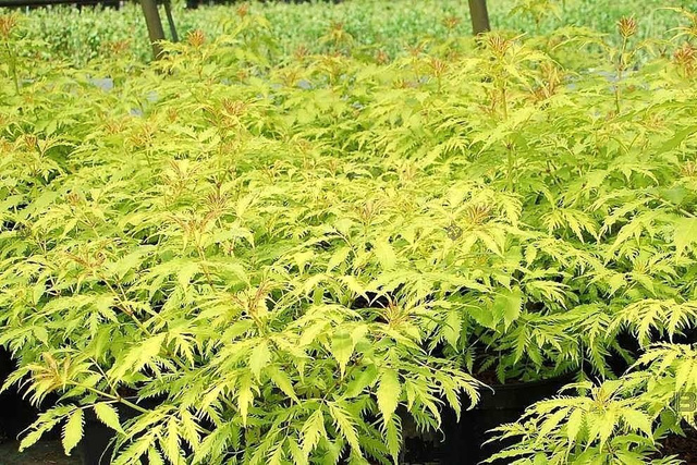 Bez koralowy Plumosa Aurea Sambucus racemosa C3