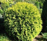 Żywotnik zachodni Selena Thuja occidentalis C3