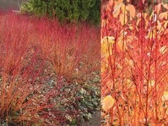 Dereń świdwa Anny's Winter Orange Cornus sanguinea C5