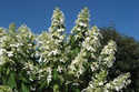 Hortensja bukietowa Levana PBR Hydrangea paniculata C3
