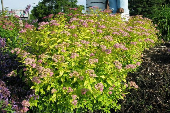 Tawuła japońska Goldmound Spiraea japonica P9