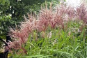 Miskant chiński Flamingo Miscanthus sinensis P9