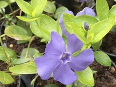 Barwinek pospolity La Grave Vinca minor P9