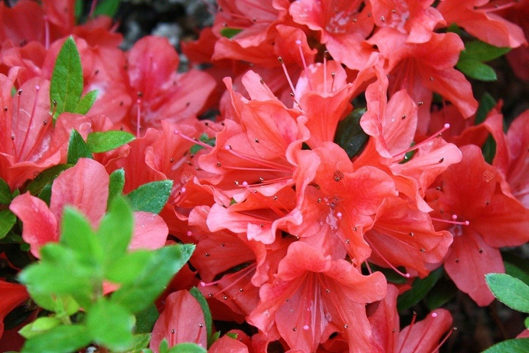Azalia japońska Juliette PBR Rhododendron obtusum C2